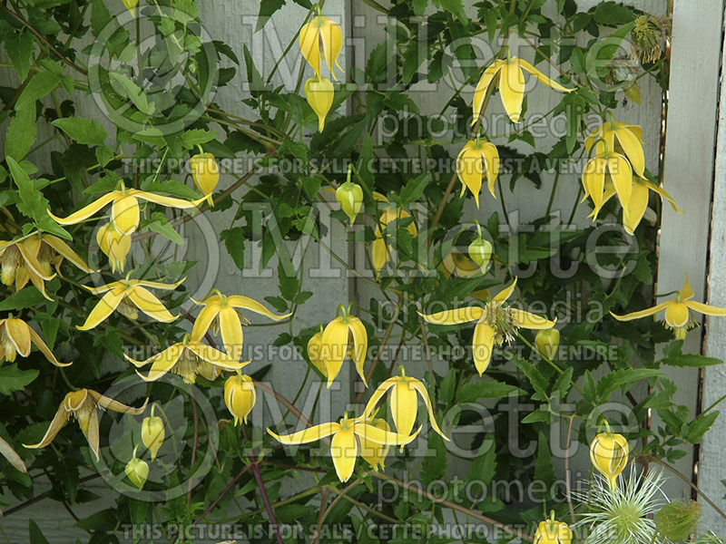 Clematis Radar Love (Russian virgin's bower Clematis) 1 