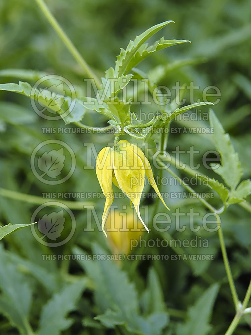 Clematis Radar Love (Russian virgin's bower Clematis) 2 