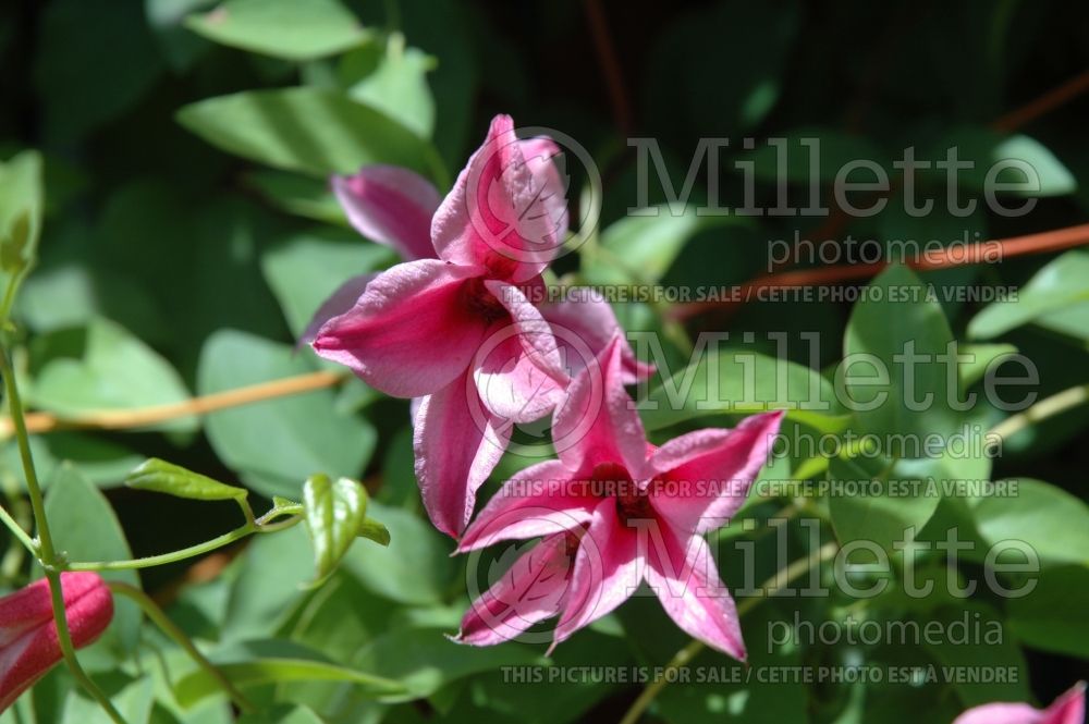 Clematis Lady Bird Johnson (Clematis) 1 