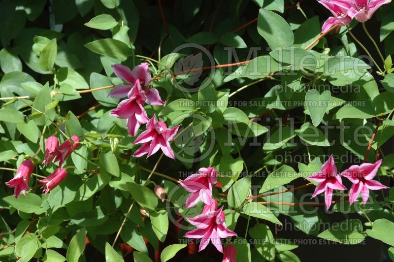 Clematis Lady Bird Johnson (Clematis) 2 