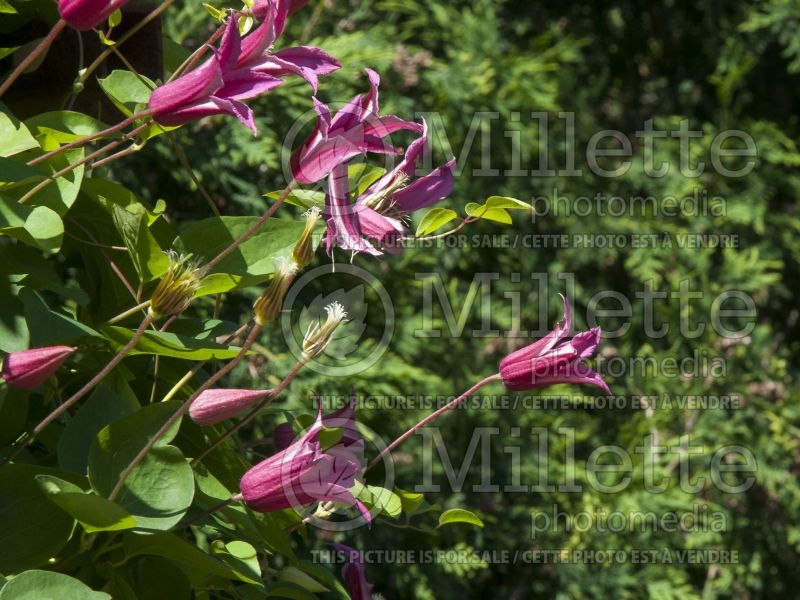 Clematis Princess Diana (Clematis) 7 