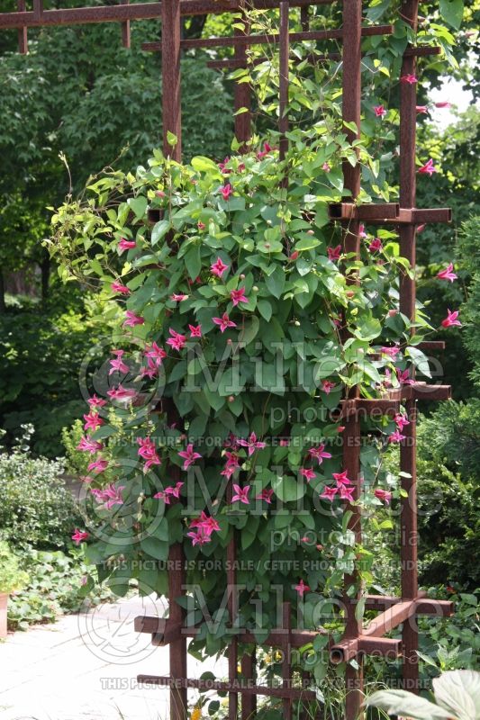 Clematis Princess Diana (Clematis) 3 