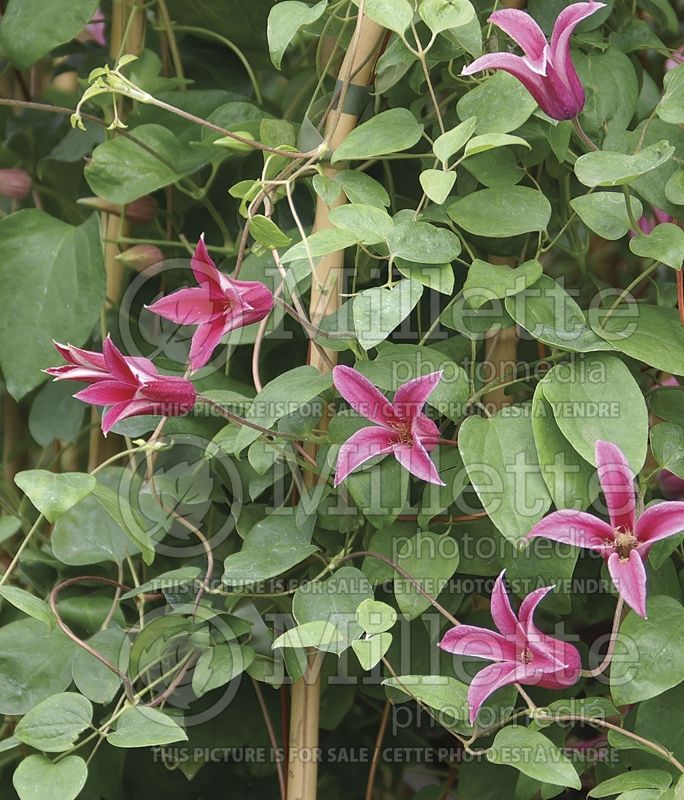 Clematis Princess Diana (Clematis) 5 