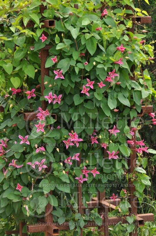 Clematis Princess Diana (Clematis) 4 