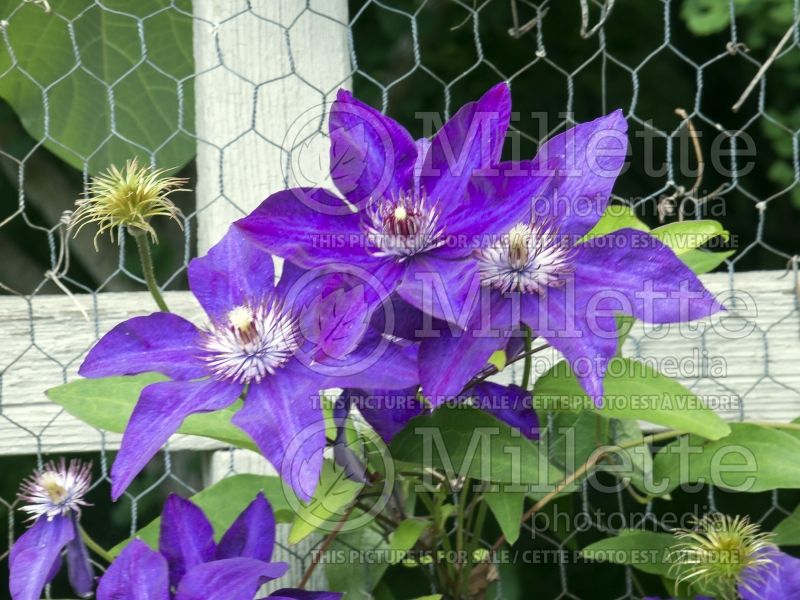 Clematis The President (Clematis – clématite) 7 