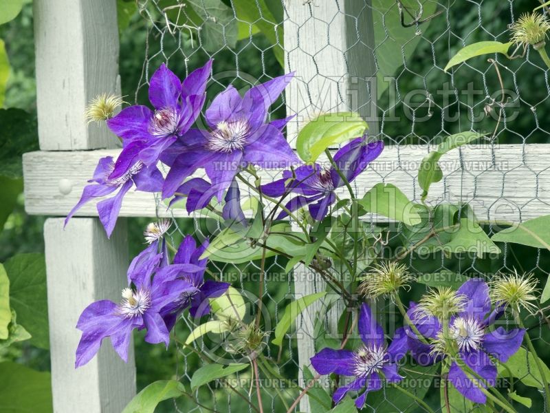 Clematis The President (Clematis – clématite) 8 