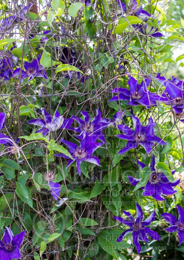 Clematis The President (Clematis – clématite) 9 