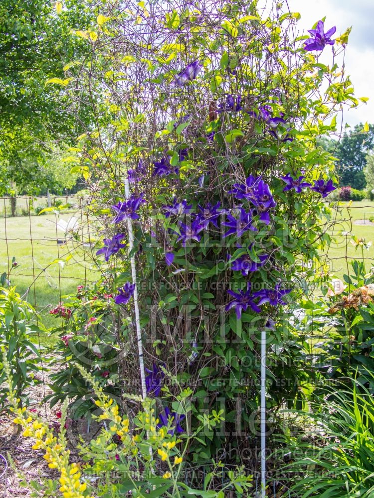 Clematis The President (Clematis – clématite) 10 