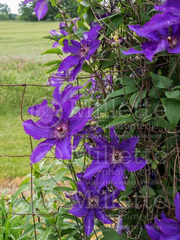 Clematis The President (Clematis – clématite) 5