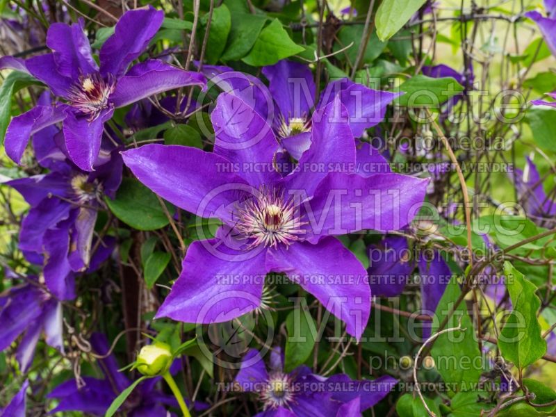 Clematis The President (Clematis – clématite) 11