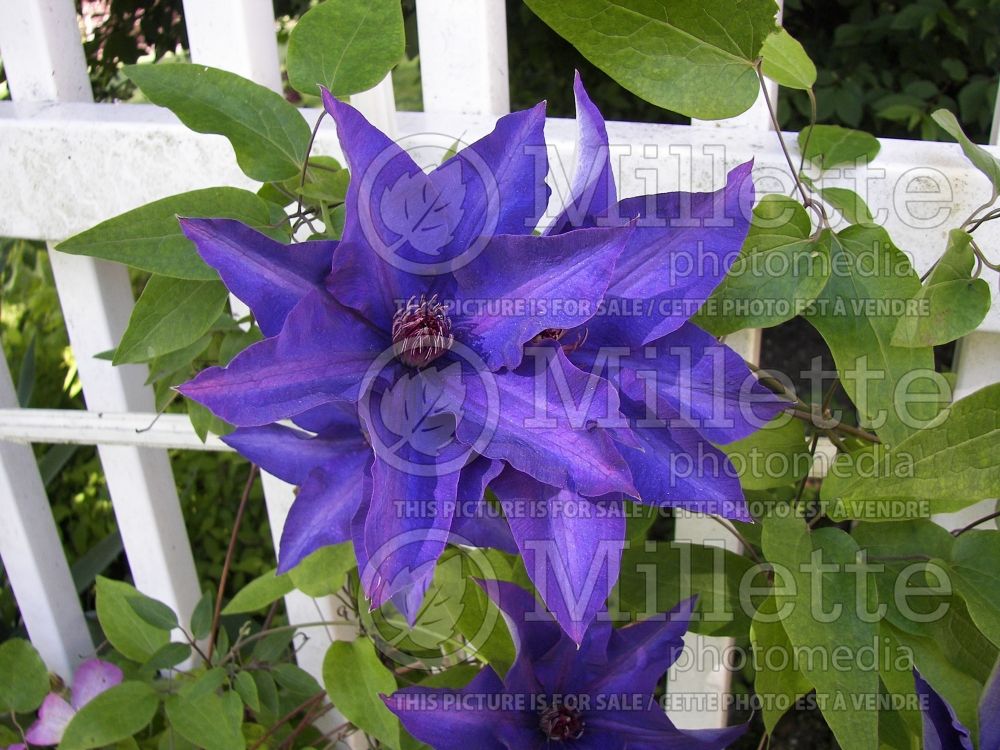 Clematis The President (Clematis – clématite) 3