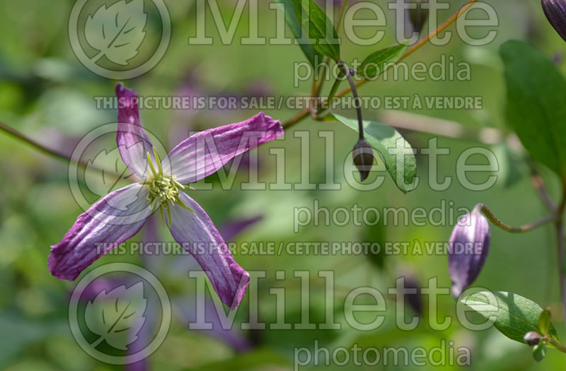 Clematis Rubromarginata (Clematis) 1 