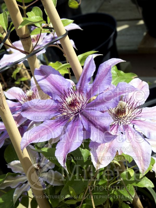 Clematis Vancouver Starry Night (Clematis) 2 