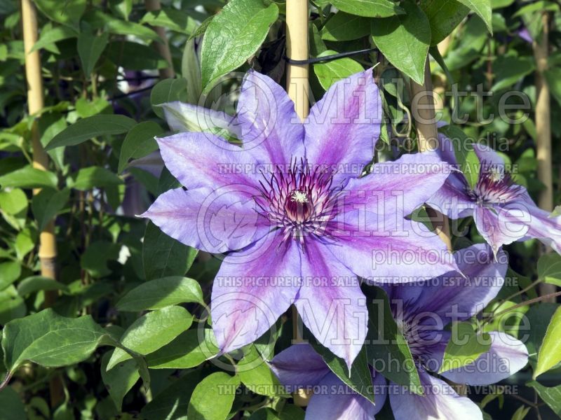 Clematis Vancouver Starry Night (Clematis) 3 