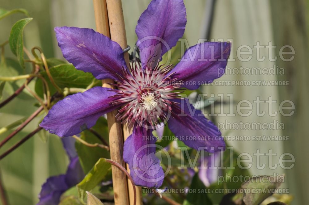 Clematis Vancouver Starry Night (Clematis) 1 