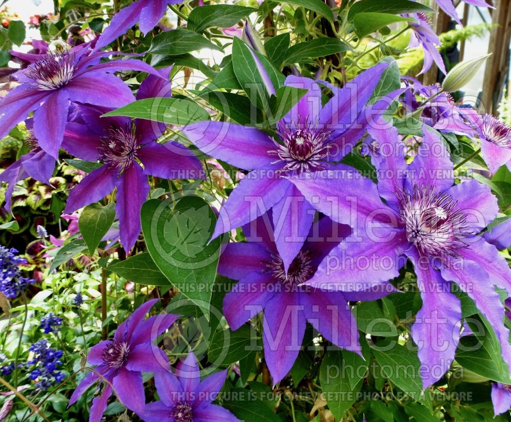 Clematis Vancouver Starry Night (Clematis) 4 