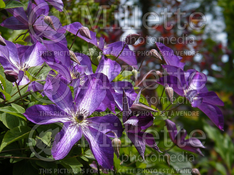 Clematis Venosa Violacea (Clematis) 2 