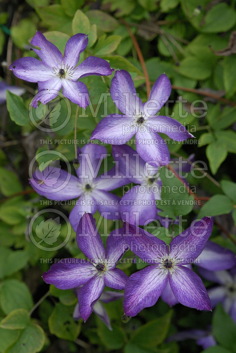 Clematis Venosa Violacea (Clematis) 3 