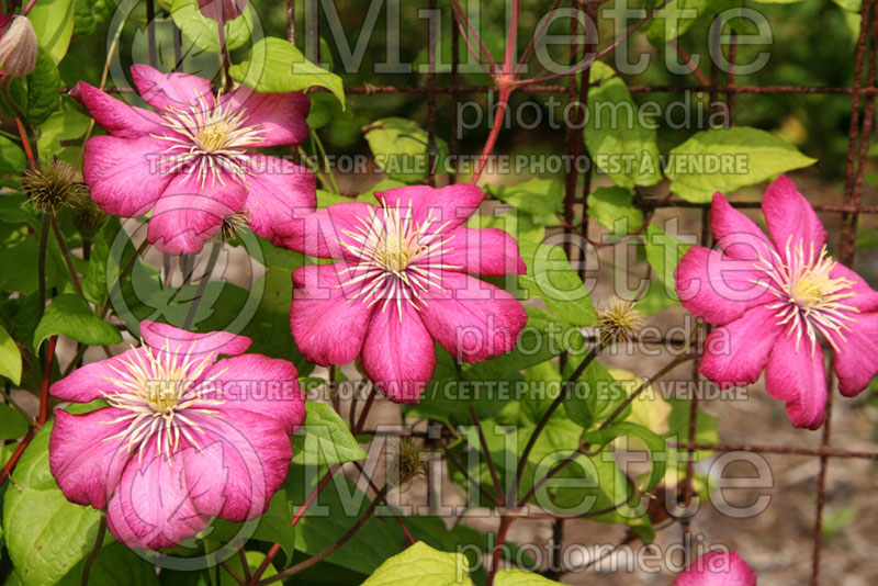 Clematis Ville de Lyon (Clematis) 1 