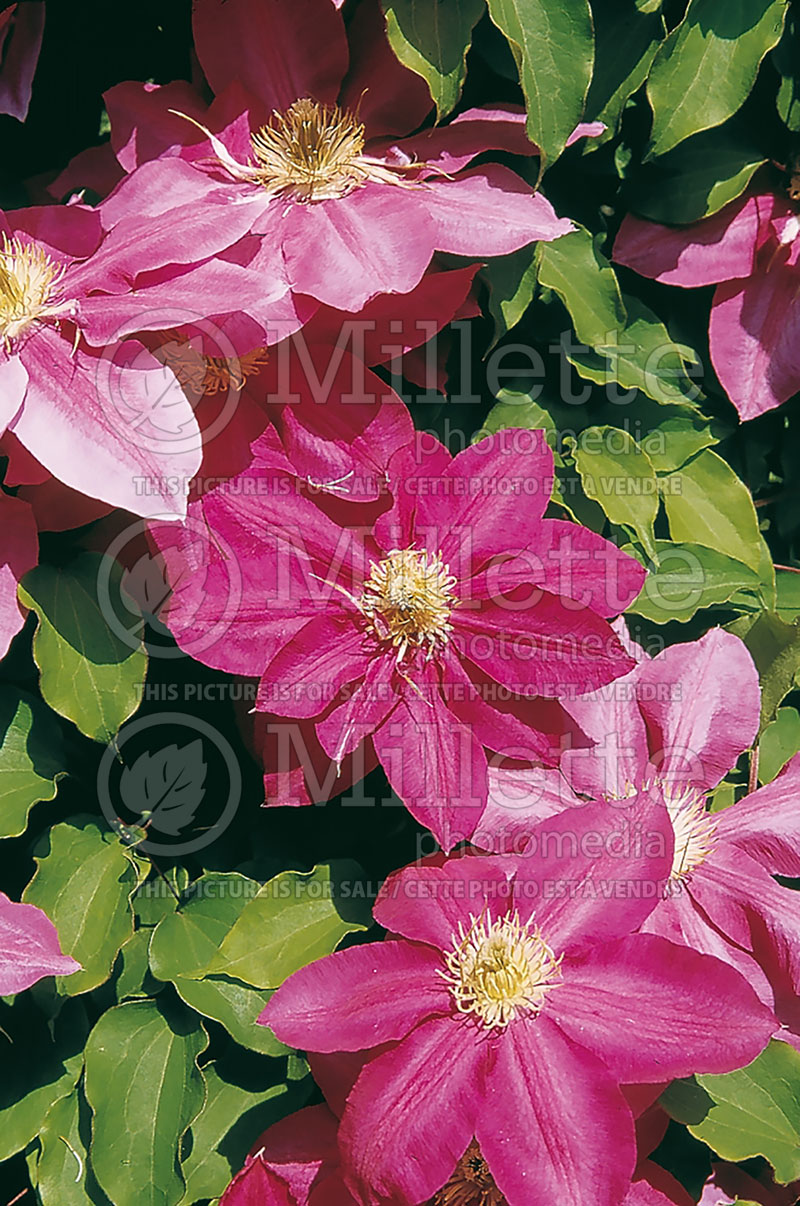 Clematis Vino (Clematis) 1 