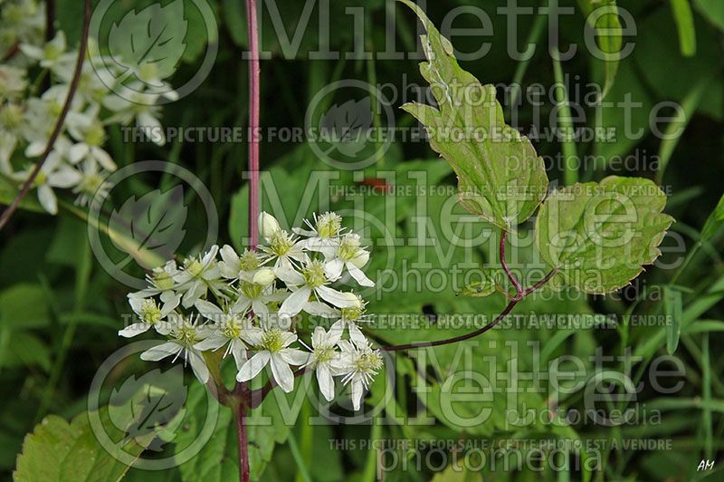 Clematis virginiana (Clematis)   3