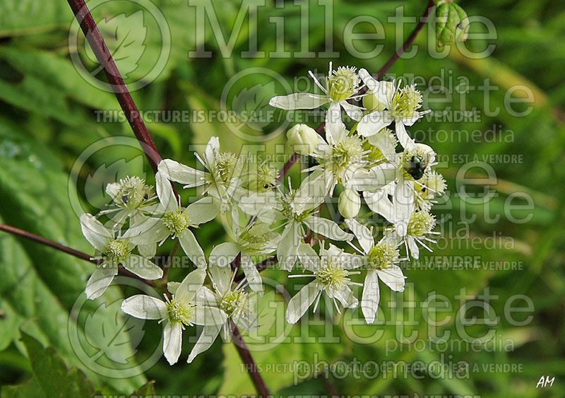 Clematis virginiana (Clematis)   2