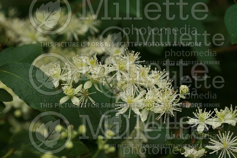 Clematis virginiana (Clematis)   4