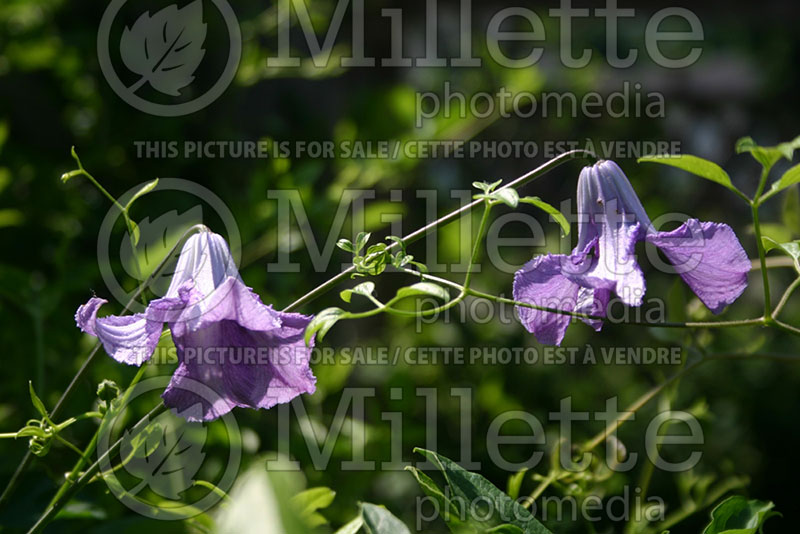 Clematis Betty Corning (Clematis) 1