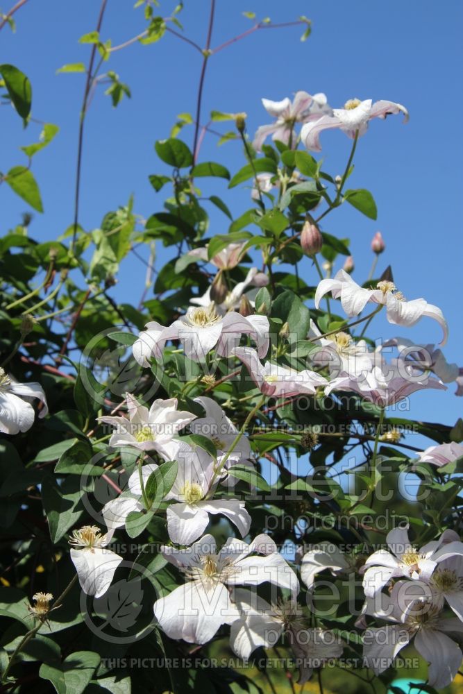 Clematis Huldine (Clematis) 2 