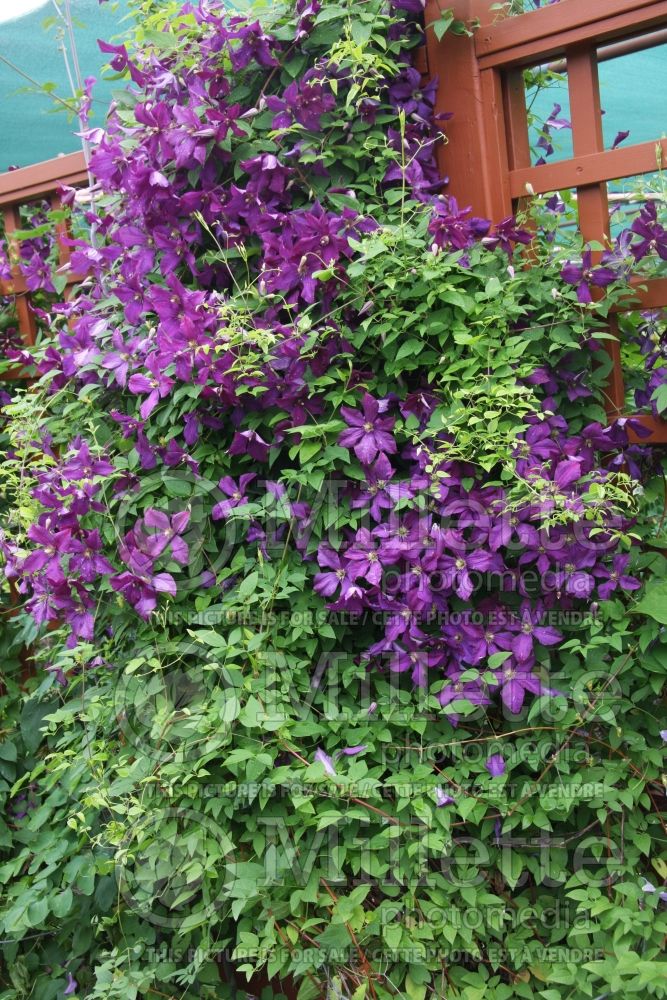 Clematis Polish Spirit (Clematis) 2 