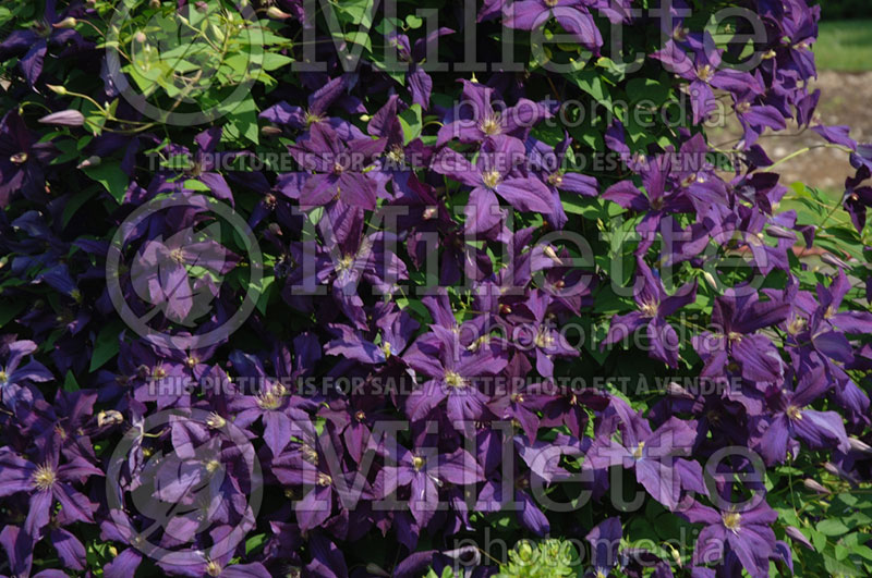 Clematis Polish Spirit (Clematis) 5 