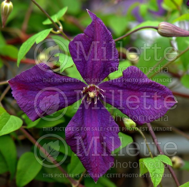 Clematis Polish Spirit (Clematis) 6 