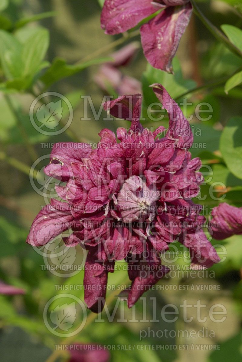 Clematis Purpurea Plena Elegans (Clematis) 1