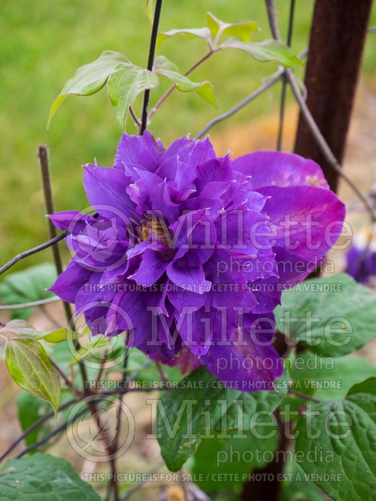 Clematis Vyvyan Pennell (Clematis) 1 