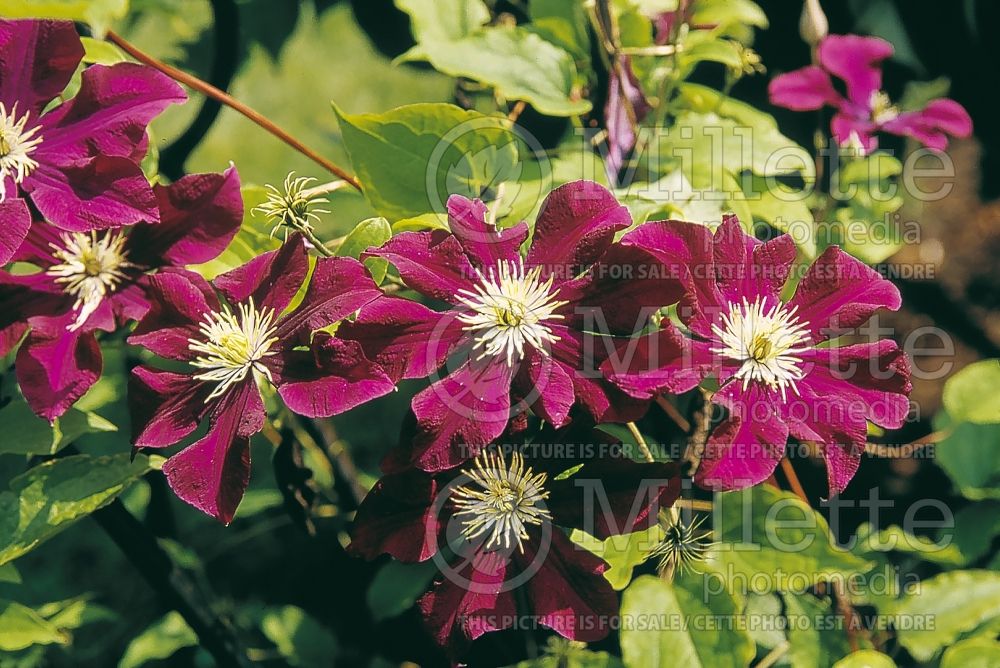 Clematis Warsaw Nike (Clematis) 2 