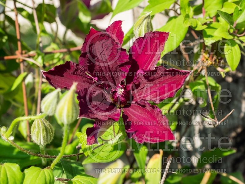 Clematis Westerplatte (Clematis) 2 