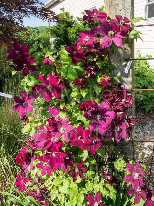 Clematis Westerplatte (Clematis) 5 