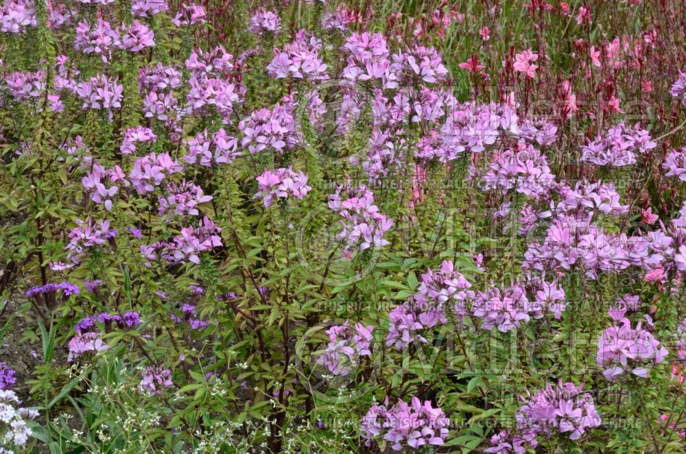 Cleome Senorita Rosalita (Spider Flower) 7 