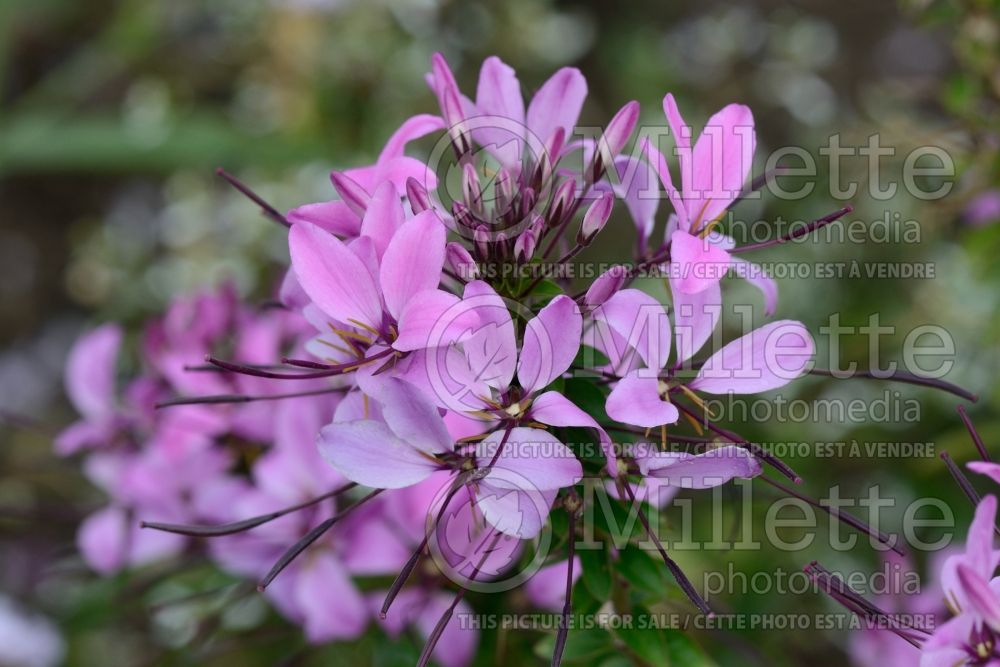 Cleome Senorita Rosalita (Spider Flower) 8 