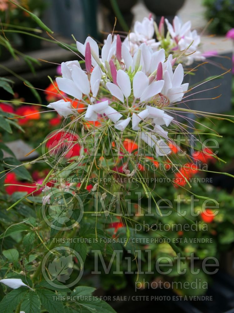 Cleome Sparkler Blush (Spider Flower) 5 