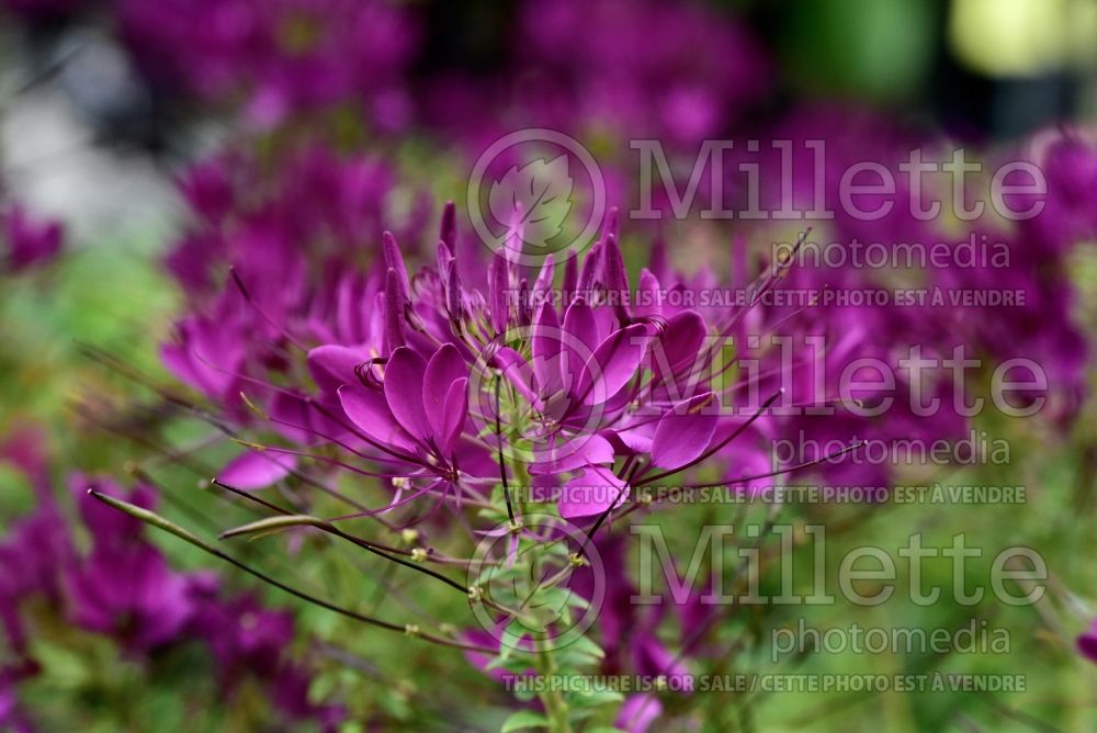 Cleome Sparkler Purple (Spider Flower) 1 