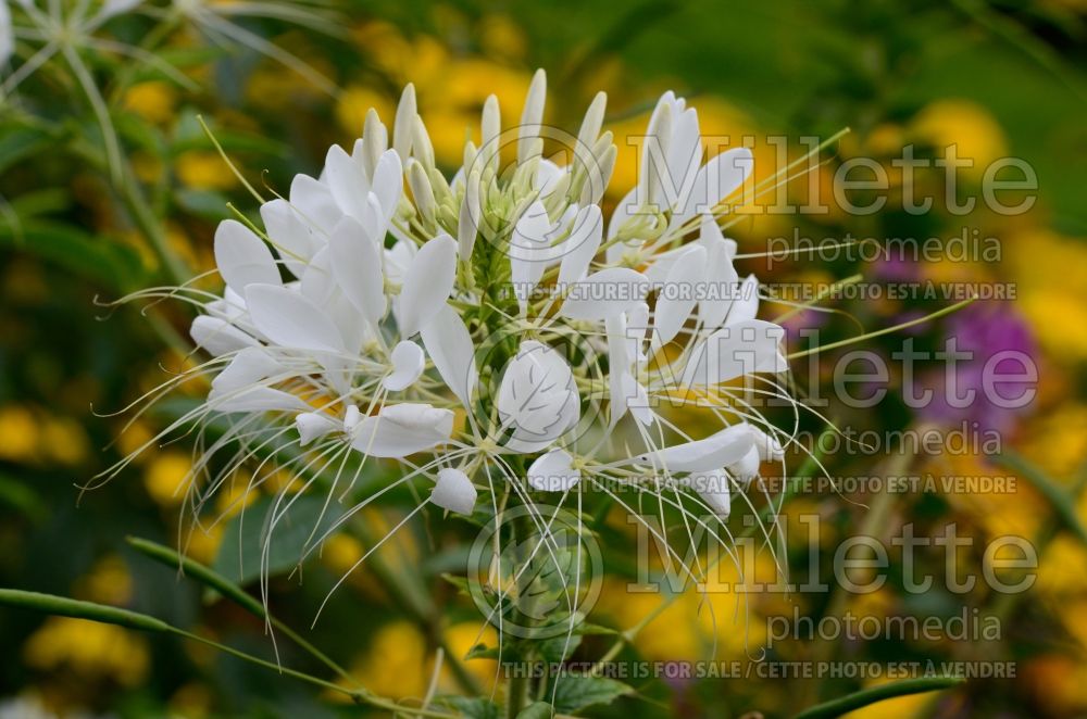 Cleome Sparkler White (Spider Flower) 2 