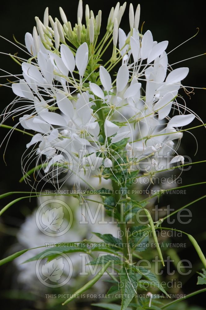 Cleome White Queen (Spider Flower) 2 