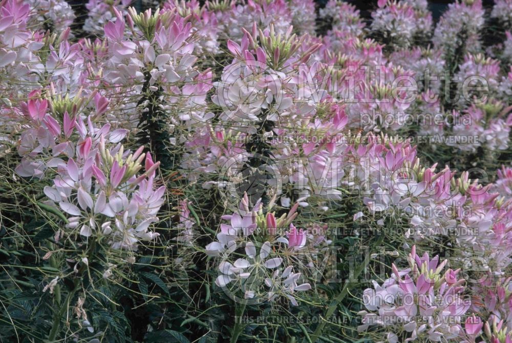 Cleome Sparkler Blush (Spider Flower) 1 