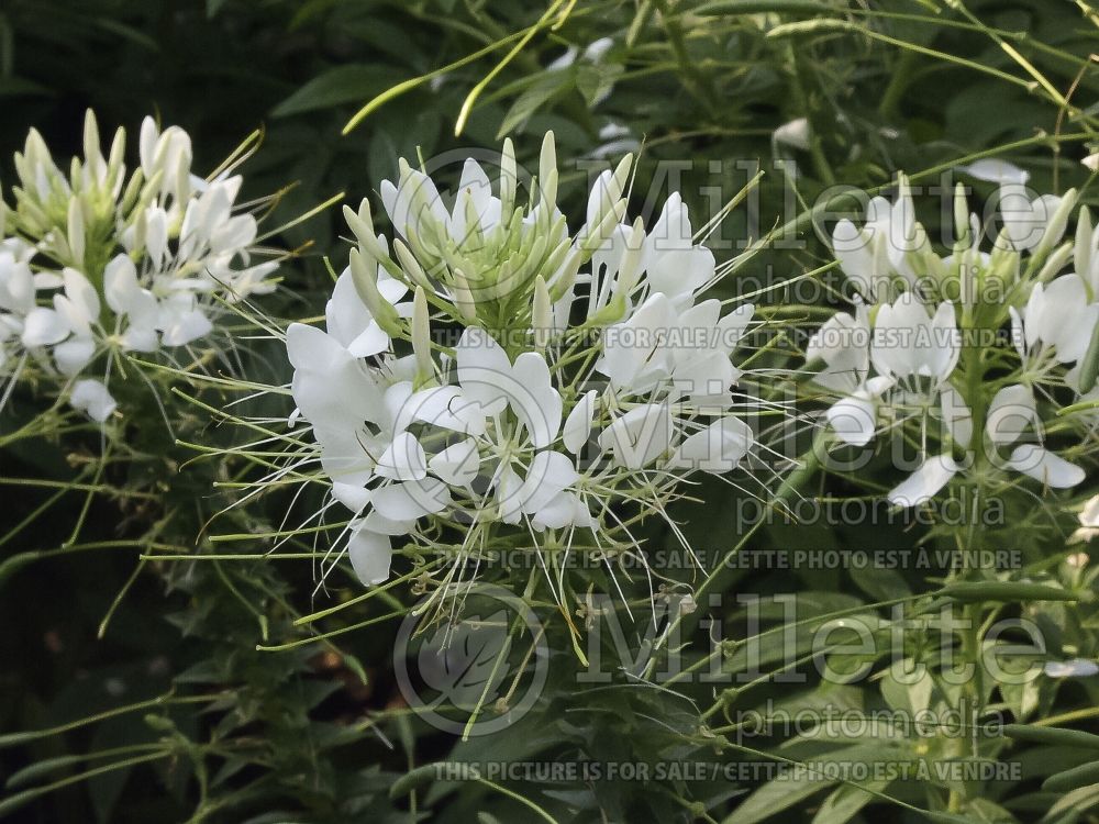 Cleome Sparkler White (Spider Flower) 1 