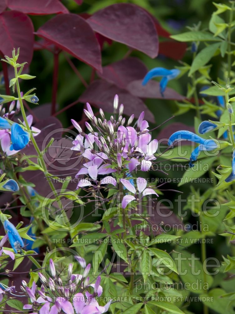 Cleome Senorita Rosalita aka Inncleosr (Spider Flower) 5 