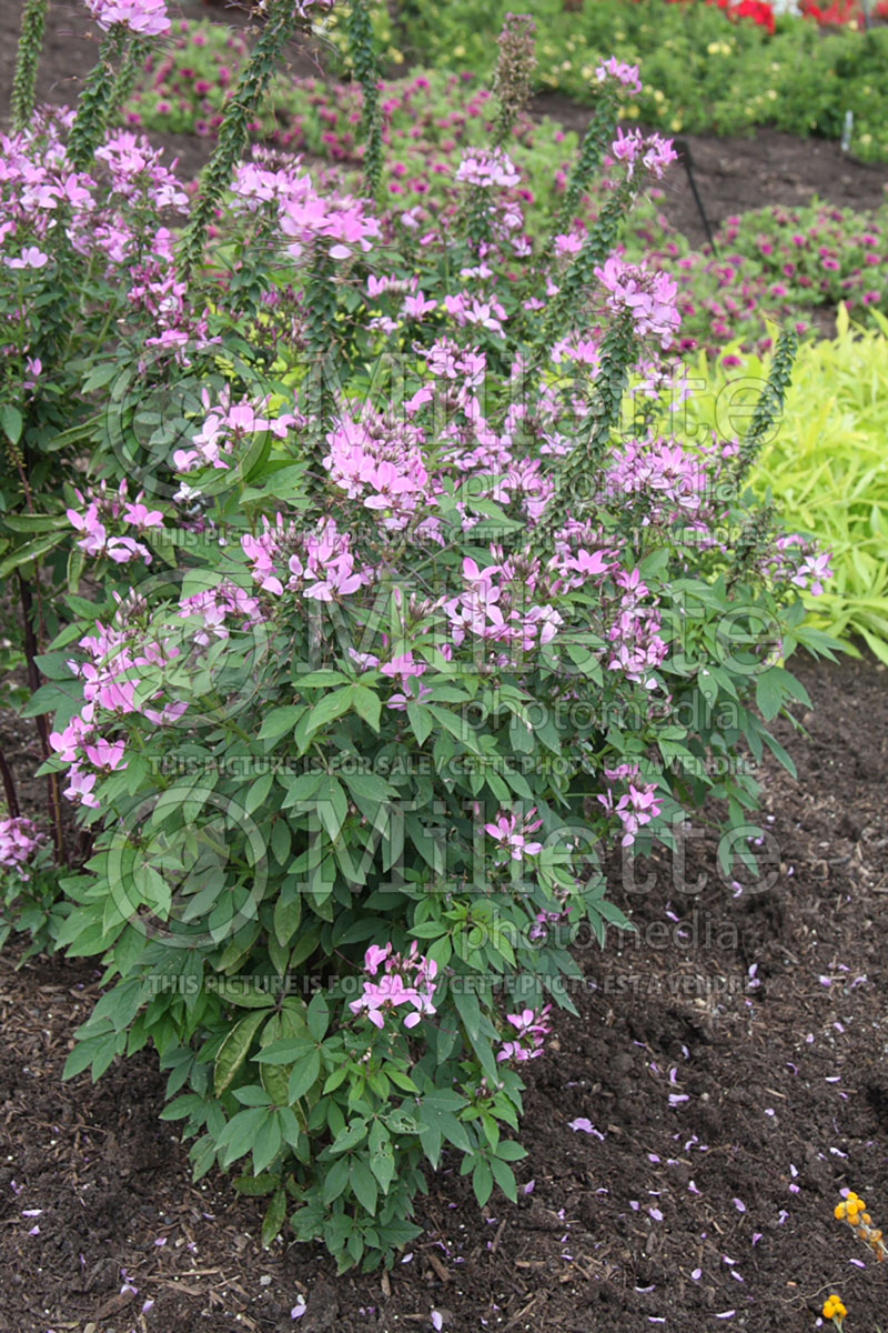 Cleome Senorita Rosalita (Spider flowers) 2 