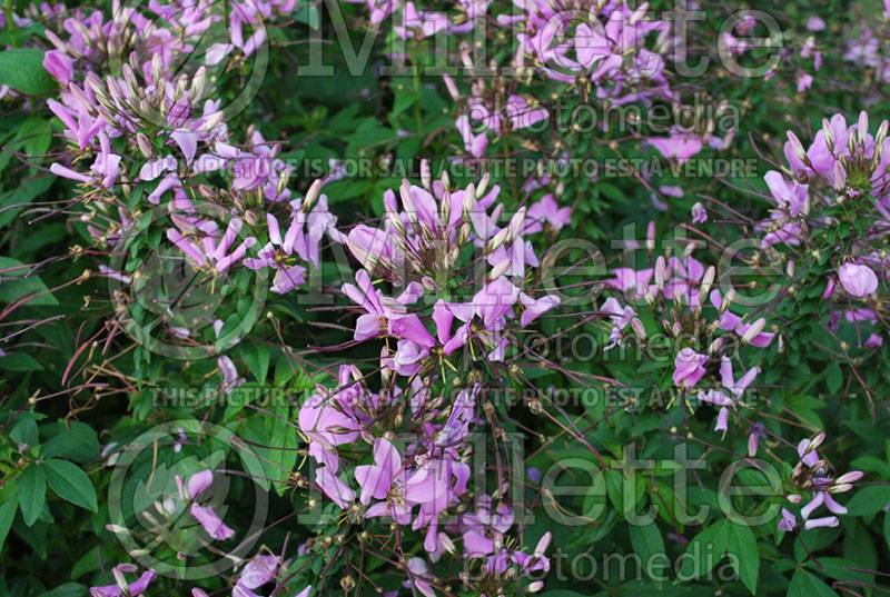 Cleome Senorita Rosalita or Inncleosr (Spider Flower) 1 