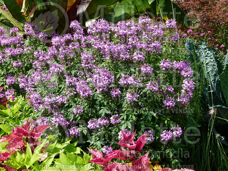 Cleome Senorita Rosalita or Inncleosr (Spider Flower) 4 