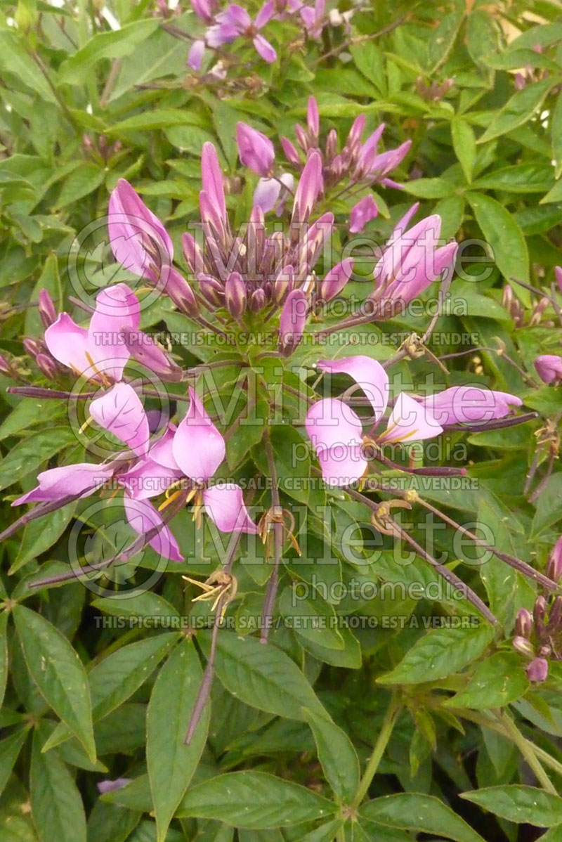 Cleome Senorita Rosalita (Spider flowers) 3 